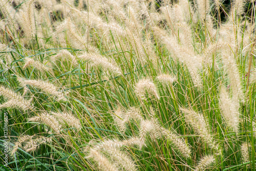 Пеннисетум лисохвостный (Pennisetum alopecuroides)