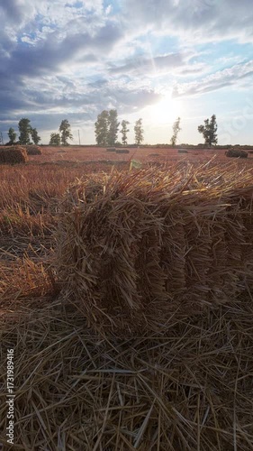 Freshly harvested wheat field with neat rows of straw stretching into distance. Golden tones of cut stalks contrast with blue sky and soft clouds above. Vertical panning handheld footage