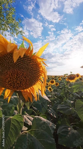 Handheld footage of large sunflower field. Warm evening light evokes summer, growth and natural beauty in agricultural landscape 