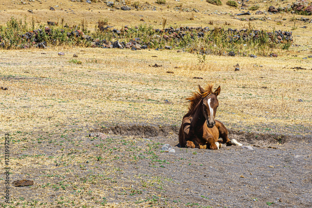 Fototapeta premium The scenic views of horses and mules at the Mount Ararat, with an elevation of 5,137 m (16,854 ft), also known as Masis or Mount Ağrı, is a snow-capped and dormant compound volcano in Turkey. 
