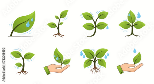 Plant Growth Stages: Seedling to Mature Plant with Water Droplets.