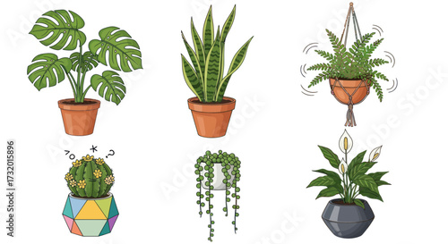 Collection of six potted houseplants with diverse foliage and forms.