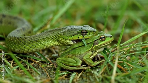 Snake Attacking a Frog