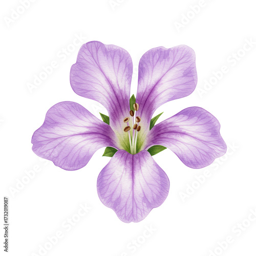 Watercolor illustration of a five-petaled purple flower with detailed veins and green sepals isolated on white background