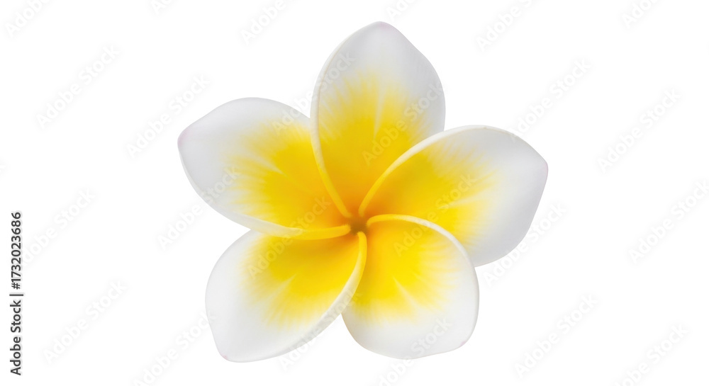 Naklejka premium Isolated Plumeria flower, vibrant colors and delicate petals for floral themes and botanical design