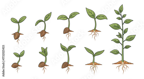 Hand-drawn plant growth stages illustration from seed germination to seedling development with roots and leaves.