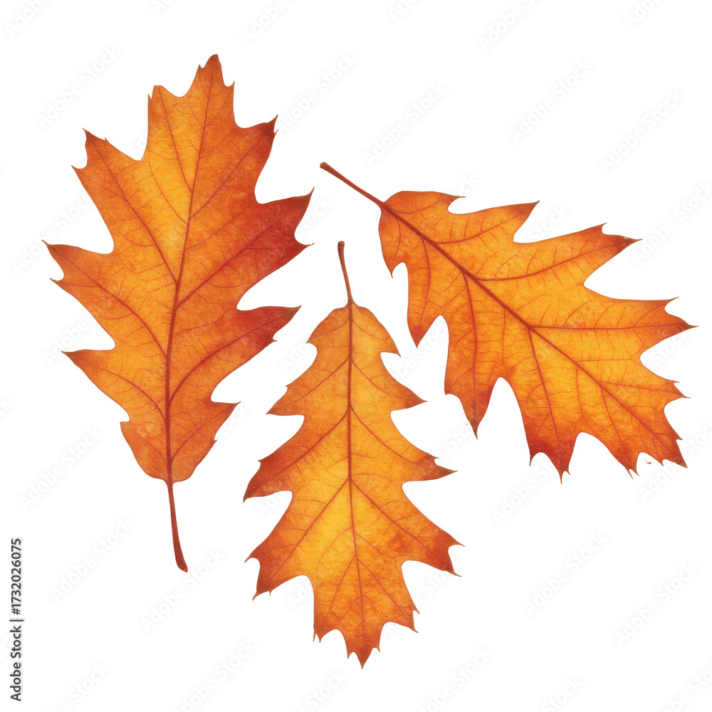 Fototapeta premium Autumnal oak leaves in a detailed close-up isolated on white background