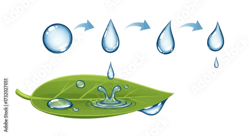 Water Droplet Cycle and Impact on Green Leaf Surface.