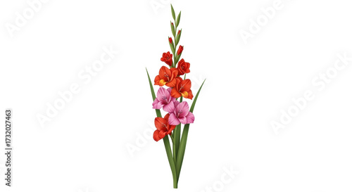 Isolated gladiolus stem featuring vivid blooms for summer floral arrangements design