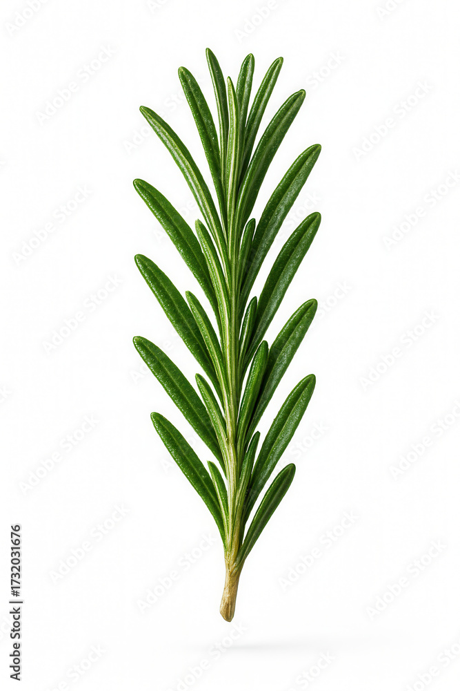 Fototapeta premium Isolated sprig of aromatic rosemary.