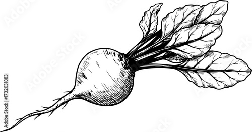 vector whole beet root with leaves
