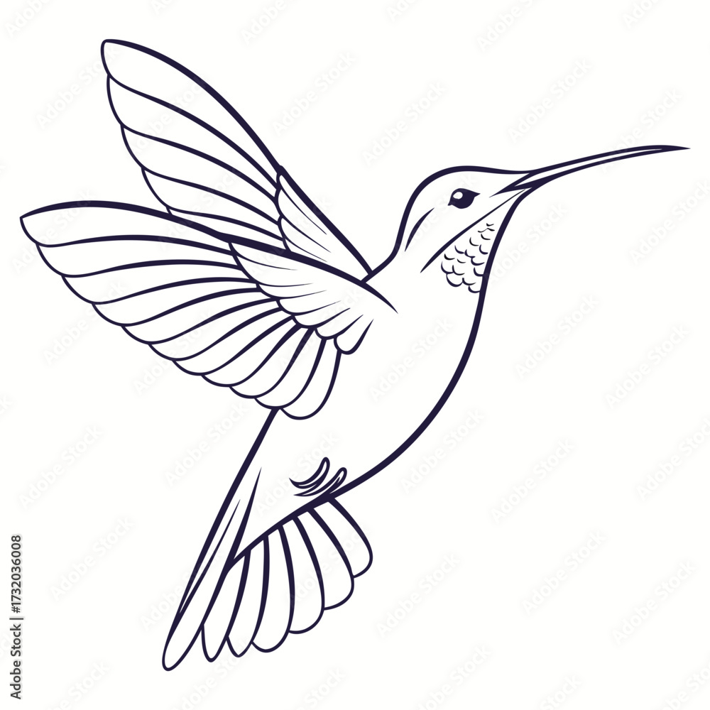 Obraz premium Elegant outline illustration of a hummingbird in flight with detailed wings and tail feathers against a clean white background