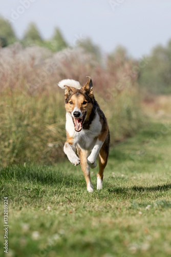 Bild auf Leinwand Mixed Breed Dog in Full Running Motion Through Meadow