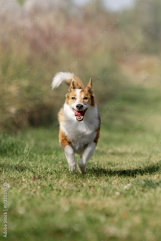 © OlgaOvcharenko - Mixed Breed Dog in Full Running Motion Through Meadow