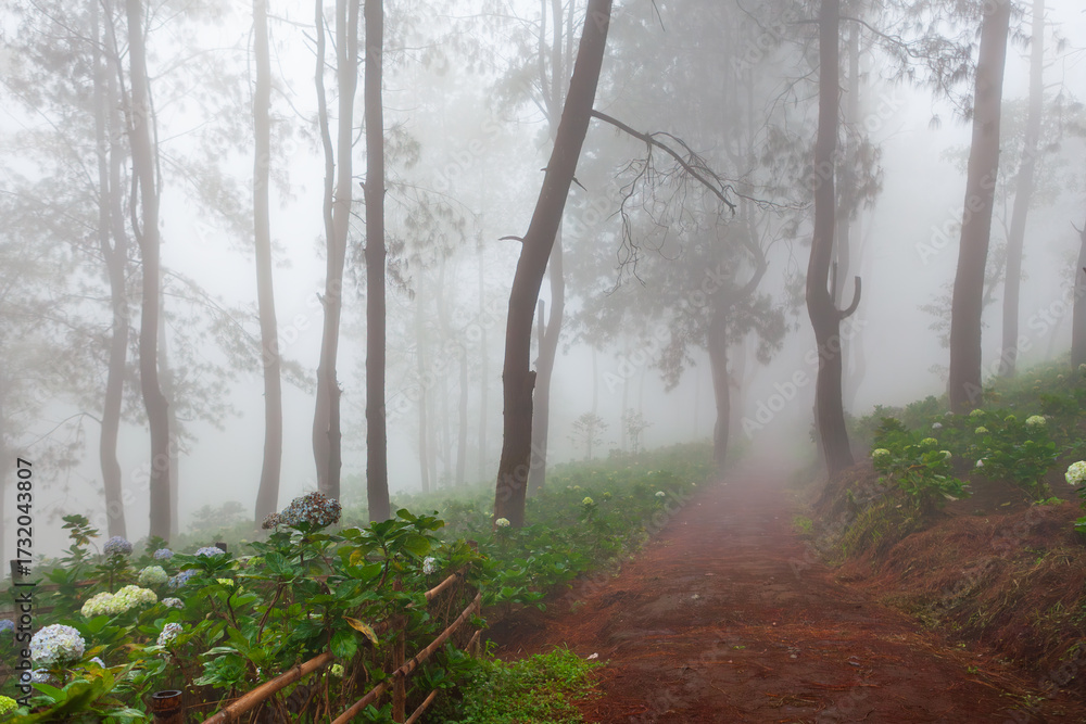 Obraz premium Misty morning in a pine forest in Indonesia. Blooming hortensias at highland plantation in tropical jungle creating dreamy scene. Perfect for nature travel background, tourism in mountains landscapes.