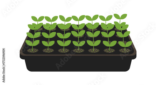 Seedling tray brimming with vibrant green shoots awaiting transplantation