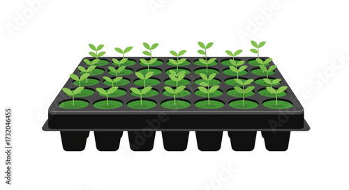 Seedling tray with young plants ready for transplanting to the garden
