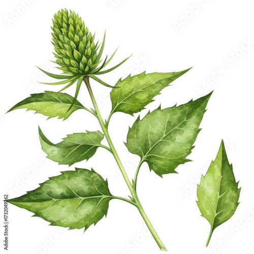 Watercolor teasel plant with spiky leaves and cone-shaped flower head isolated on white background