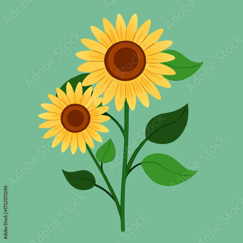 Two sunflowers with green leaves on teal background