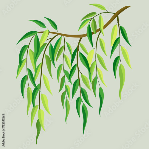 Weeping willow branch with green leaves on light gray background