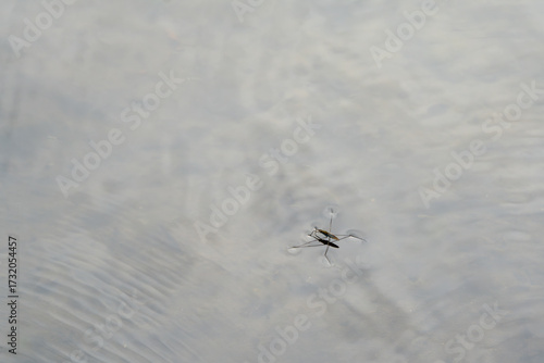 水面に浮かぶアメンボ