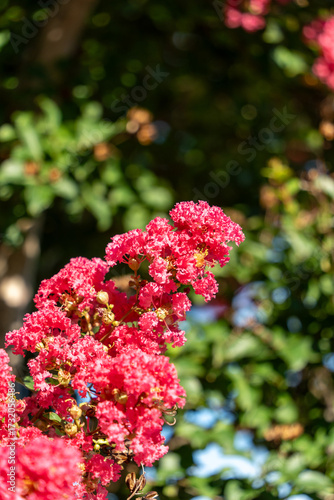 サルスベリの赤い花
