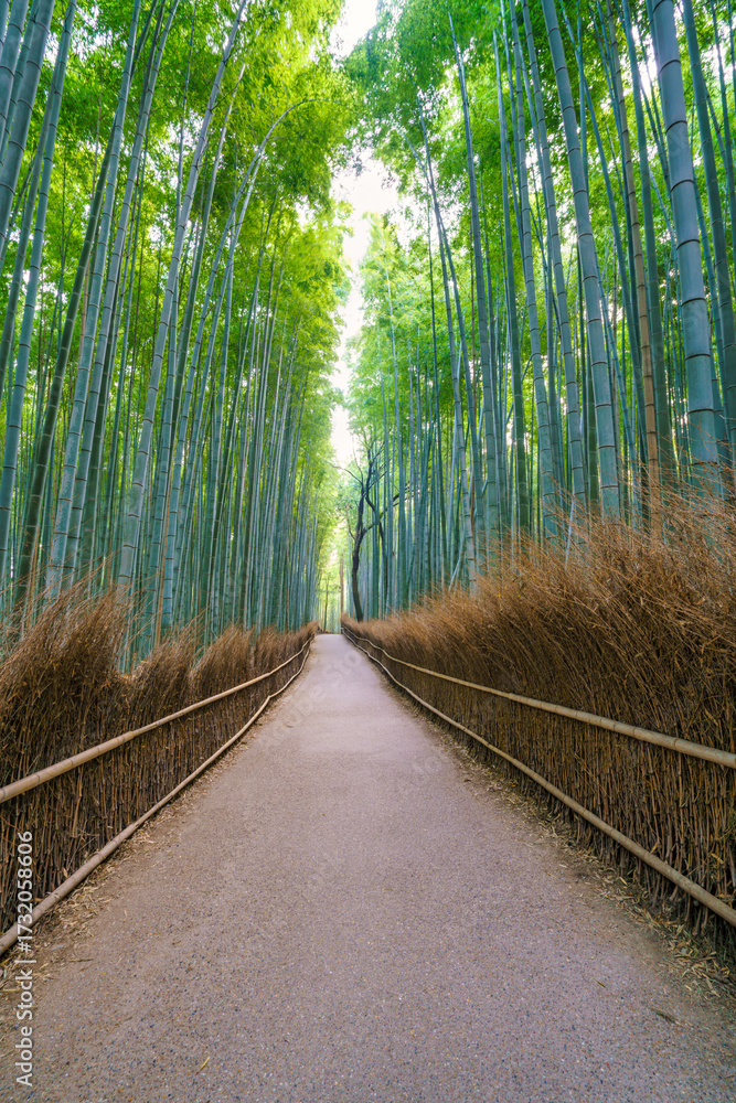 Fototapeta premium Bamboo forest in Arashiyama district at Kyoto.Japan