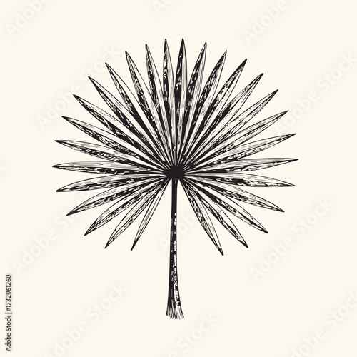 Fan palm leaf hand draw vintage engraving clip art isolated