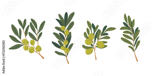 Olive tree branches. Branch with olives and leaves on white background. Flat vector illustration