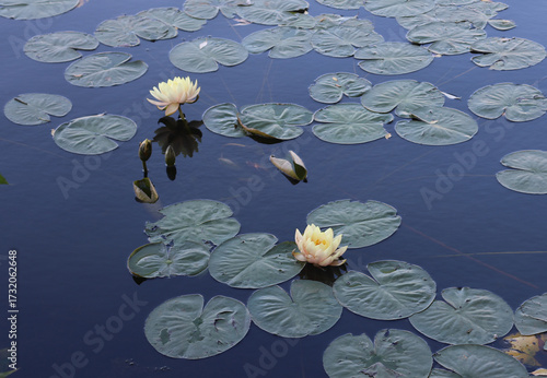 Wonderful light water lilly. Scenic lotus flower in the pond. Water lilies in the lake. Water lily in the clean pond. Walking in a city garden. Beautiful estate on a sunny day.