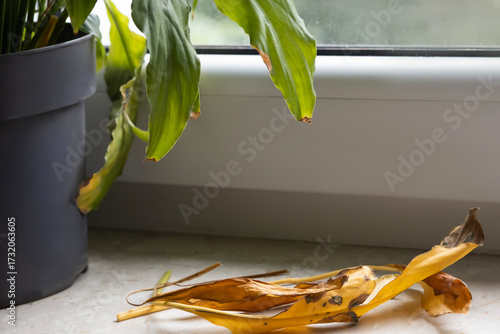 Dying plant leaves and drooping greenery near a window in soft daylight