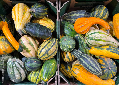 Vibrant and colorful collection of acorn squash and decorative gourds in various shapes and patterns, autumn colors. Autumn harvest and market themes. Halloween pumpkin decor.