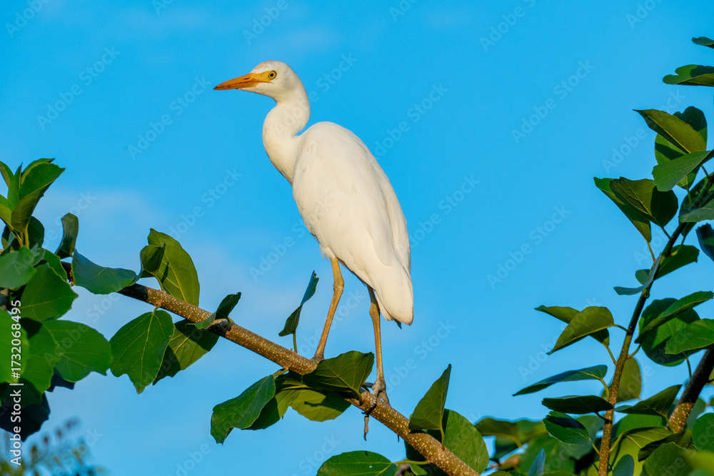 custom made wallpaper toronto digitala cattle regret, Bubulcus ibis, watches the area