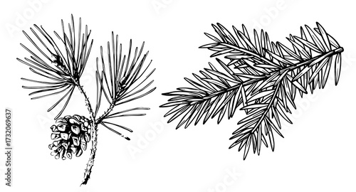 Collection of pinecones and coniferous branches ink illustrations