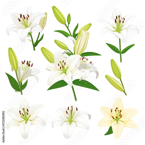 Wallpaper Mural White and Cream Lilies, Detailed Vector Illustration Torontodigital.ca