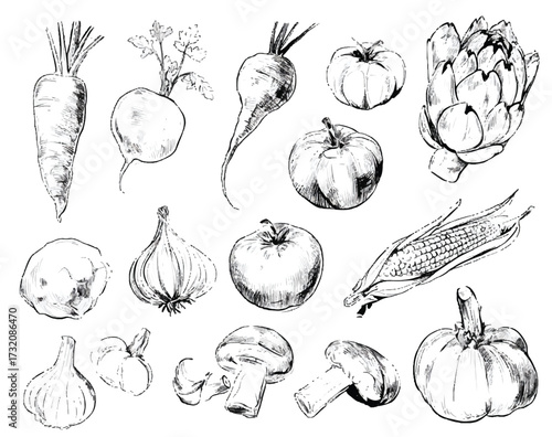 Black and white vegetable sketch assortment featuring carrot radish beet tomato artichoke cabbage garlic corn mushroom and pumpkin