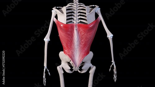 Latissimus Dorsi Muscle Movement Back View