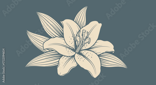 Elegant line-art drawing of a lily blossom against a muted grey background