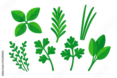 Collection of fresh green culinary herbs including basil rosemary thyme parsley and chives for cooking and seasoning