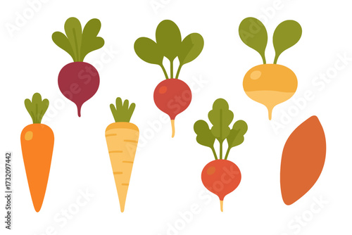 Fresh organic root vegetables assortment with colorful carrots, radishes, beets, turnips, and sweet potatoes