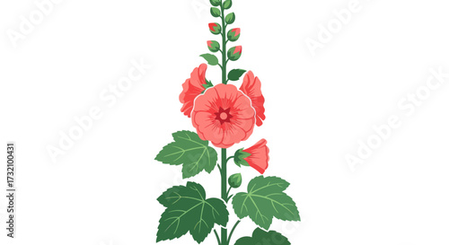 Tall pink flowers with green leaves and buds on a white background