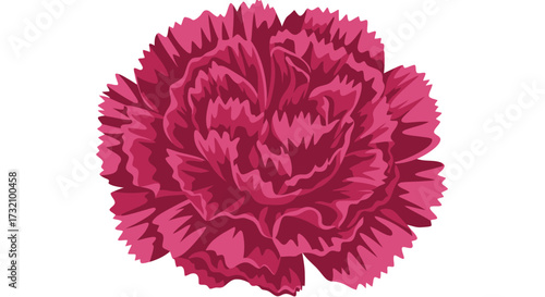 Detailed pink carnation blossom