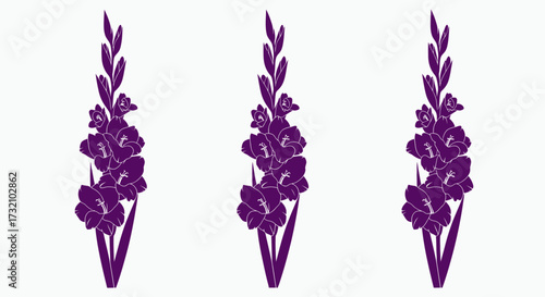 Three violet gladiolus stems, isolated, against a white background