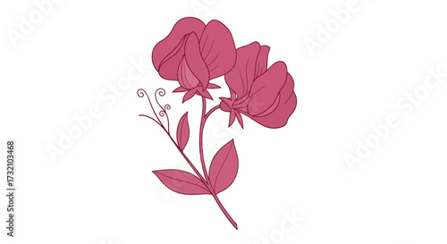 Pink sweet pea flower illustration with stem and tendrils on white