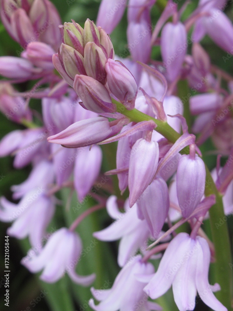 Obraz premium Zbliżenie na kwiat rośliny z gatunku Hyacinthoides hispanica