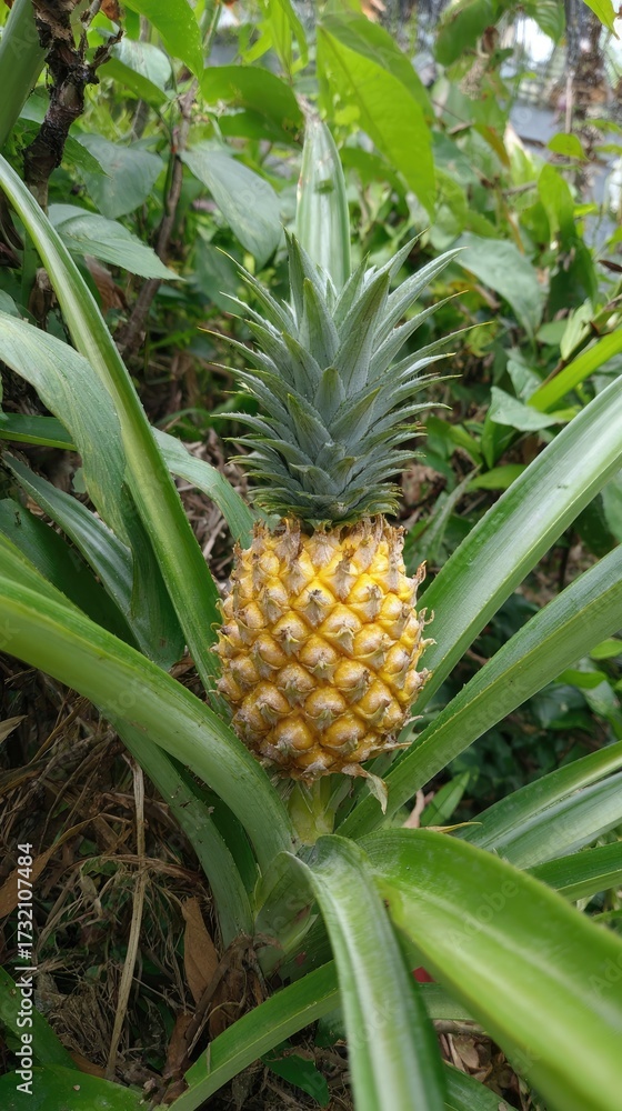 Obraz premium Juicy pineapple growing in a garden with green foliage