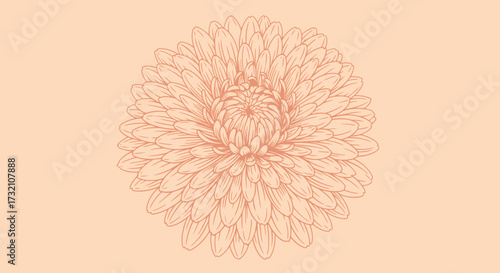 Peach monochrome sketch of a chrysanthemum flower with dense petals