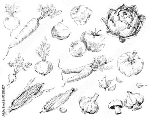 Hand drawn monochrome illustration of various vegetables including carrots corn garlic and tomatoes for healthy eating