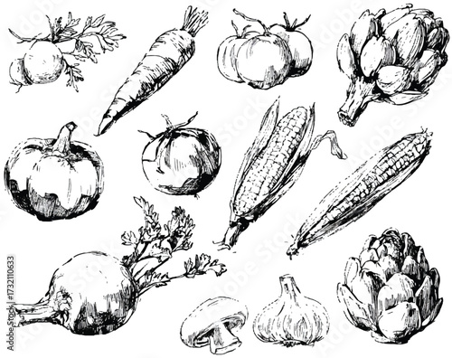 Hand drawn vegetable illustration featuring carrot tomatoes corn artichoke garlic mushroom pumpkin radish organic produce design