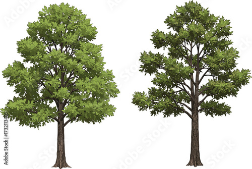 Tall green leafy trees illustration, natural forest tree design, detailed botanical foliage drawing, outdoor landscape nature, woodland vegetation, seasonal garden background